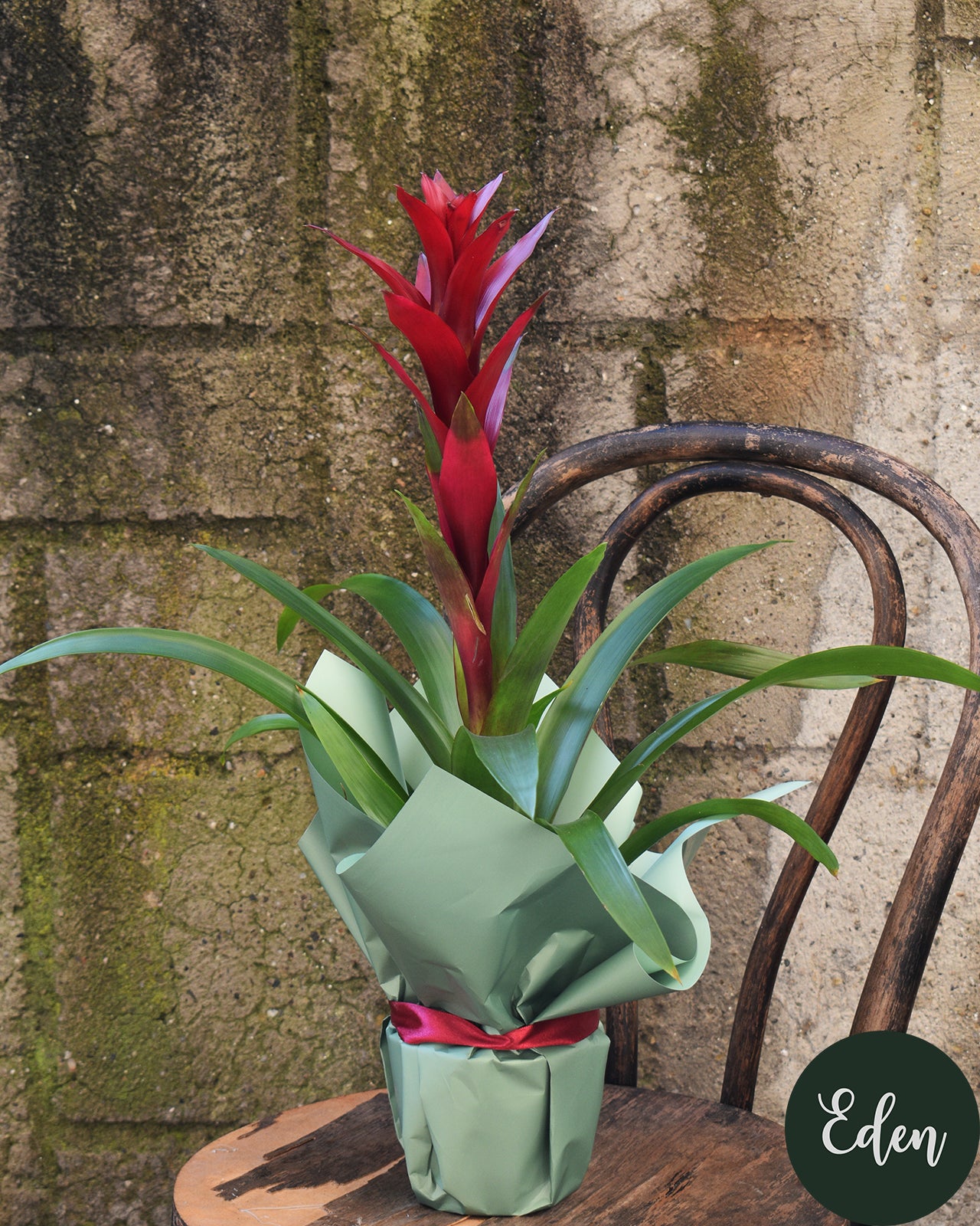 Planta 7