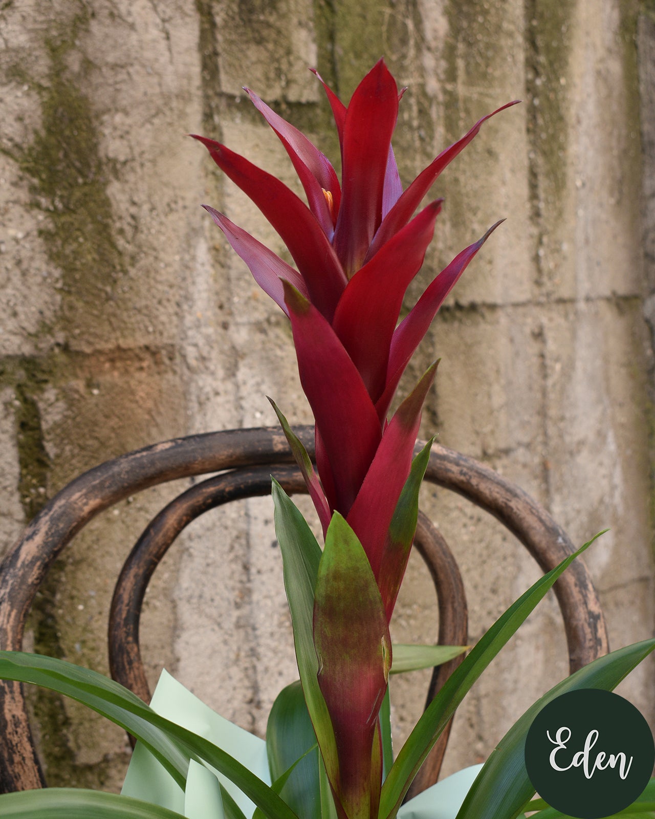 Planta 7