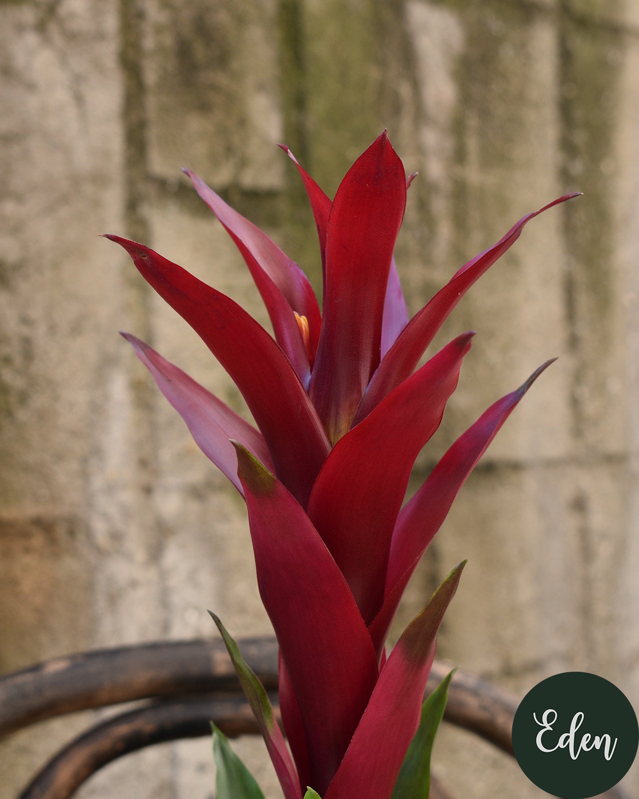Planta 7